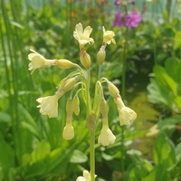Primula alpicola var. alpicola JJ Tibet
